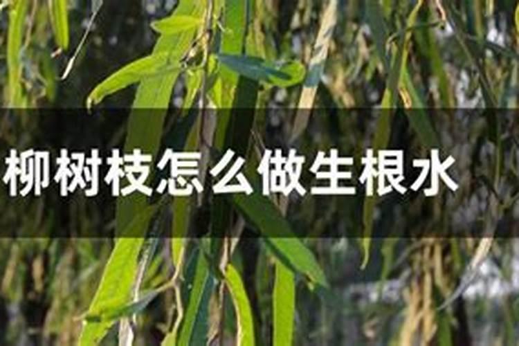 柳枝做生根水的正确方法