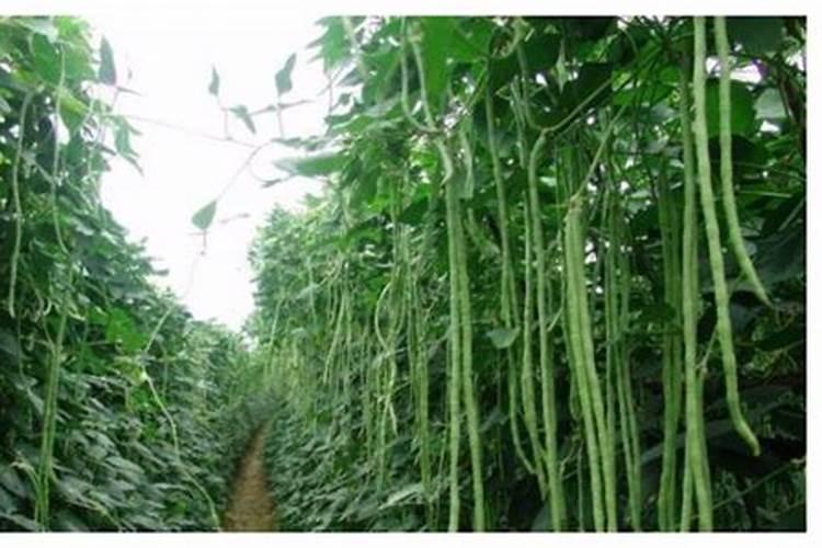 为了省事,往往把几种药或叶面肥混一起喷施,请问农药混配次序是咋样的...