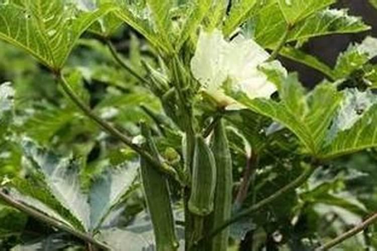 秋葵施肥时间及方法,秋葵移植后施什么肥好