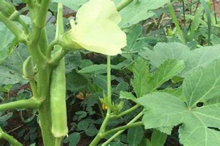 秋葵在什么时候施肥 秋葵移植后施什么肥好
