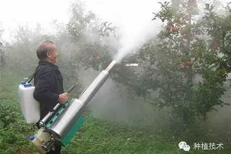 果树叶面肥什么时候喷比较好