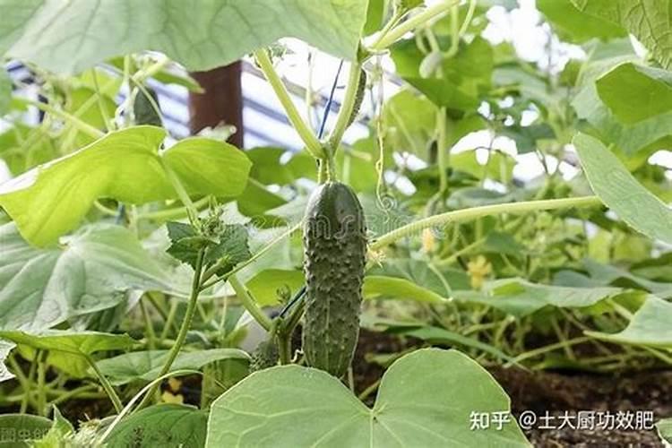 鸡蛋壳怎么做肥料