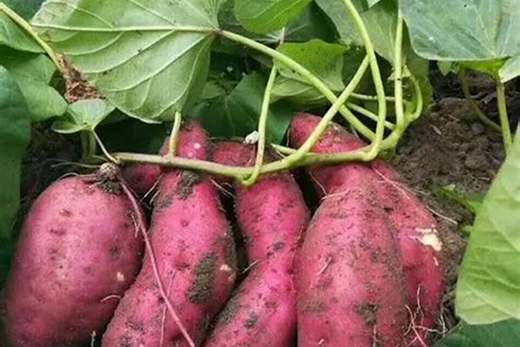 红薯专门使用的肥料配方明细是怎样的