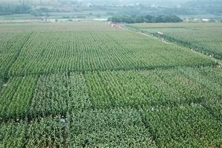 一亩地的玉米地要用多少化肥