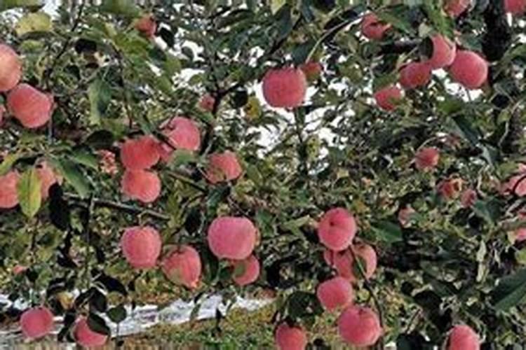 磷酸二氢钾在苹果树8月份能用吗