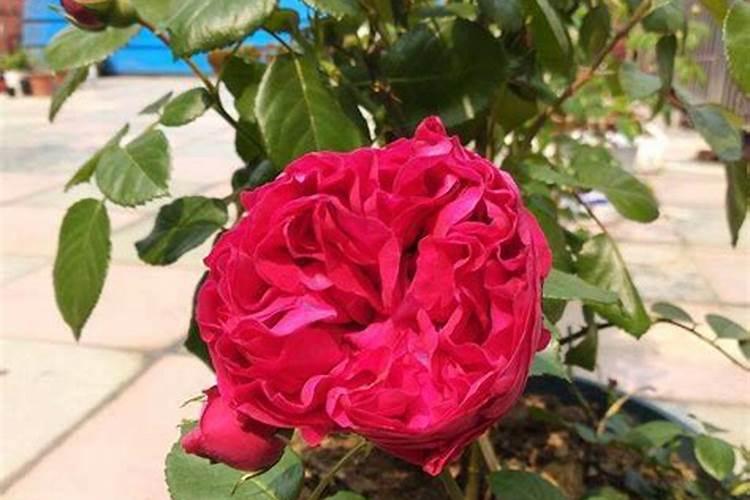 尿素可以浇月季花吗