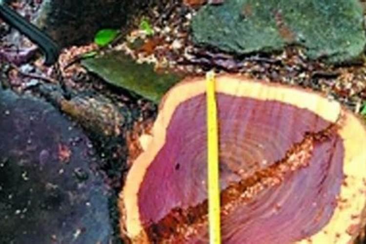 黄花梨施肥方法