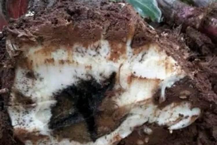 防治甜瓜根腐病有哪些方法？