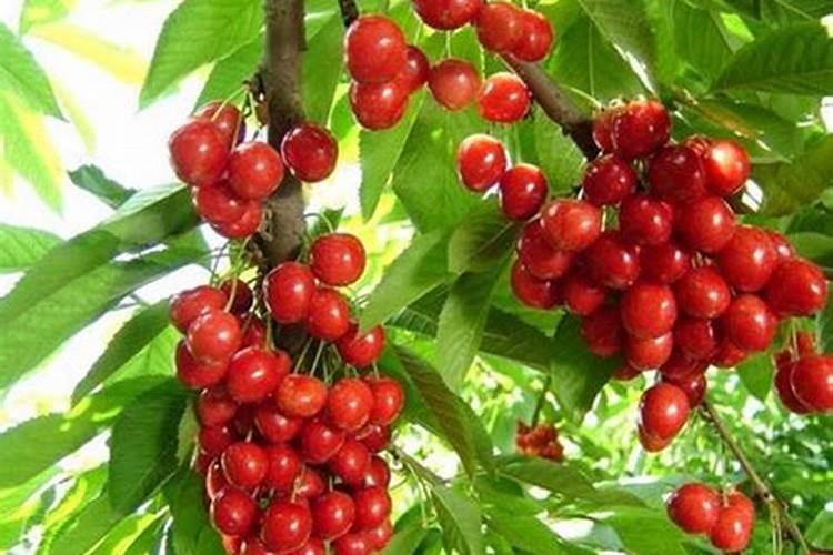 黄蜜大樱桃特点与种植方法