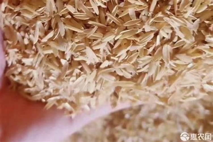 怎么养盆栽爬藤富贵红