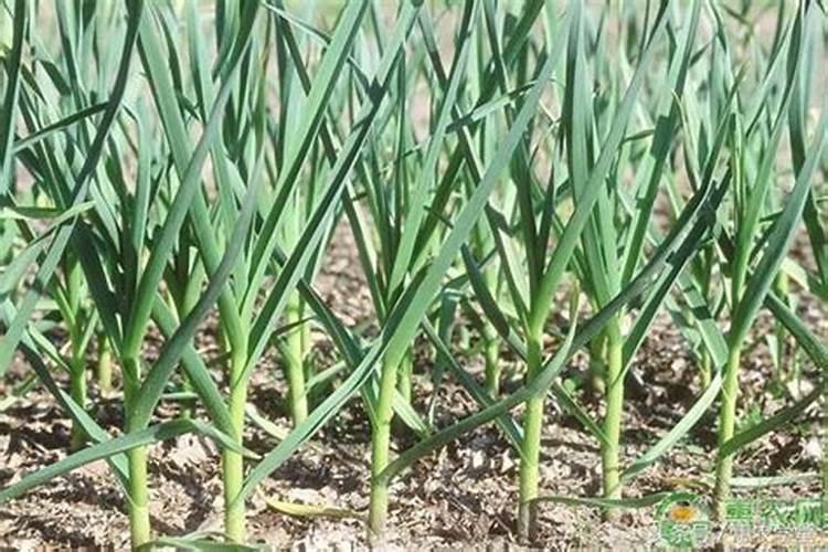 给大蒜追肥:选尿素还是复合肥？