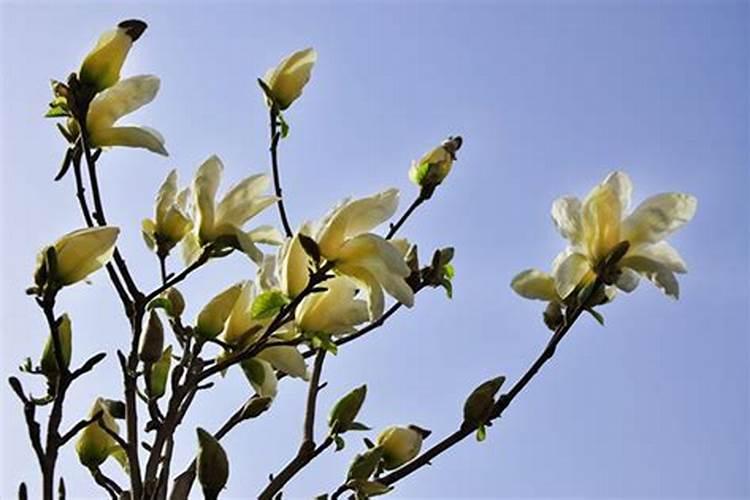 白玉兰花怎么养殖