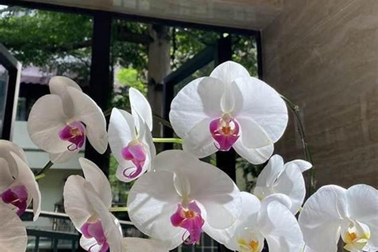 蝴蝶兰开花之前施什么肥