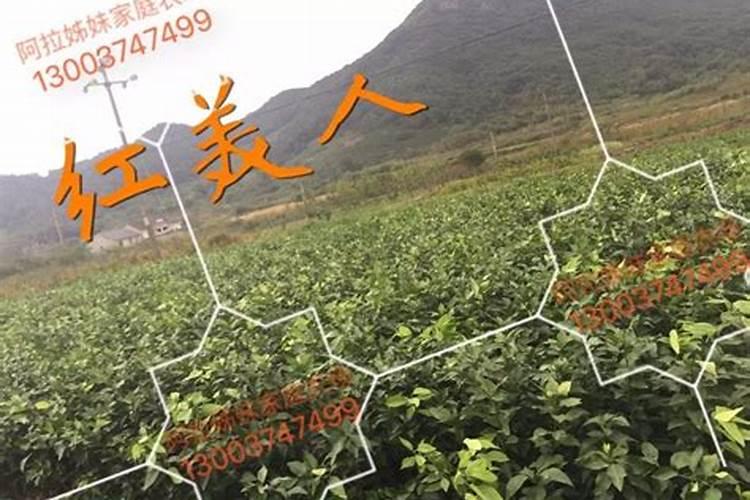 柑橘常识