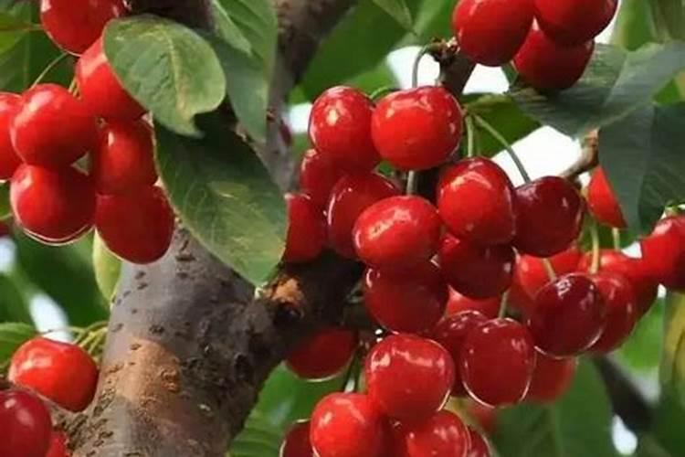 樱桃树底肥用什么肥料比较好？