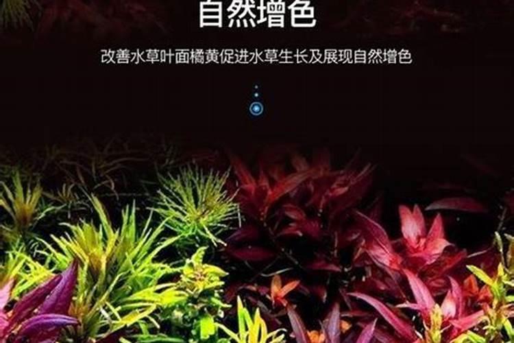 铁树施什么肥最好