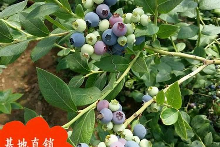 蓝莓开花后,是不是要授粉才能结果啊？结果期又应该怎么养？？大概留多 ...