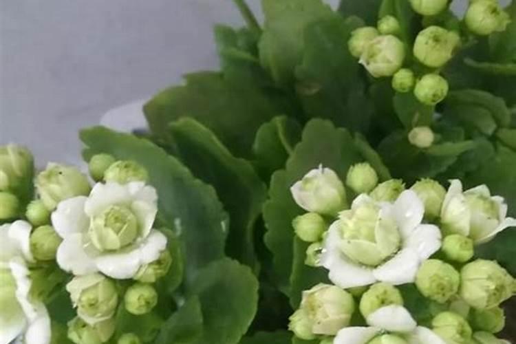 长寿花施什么肥好