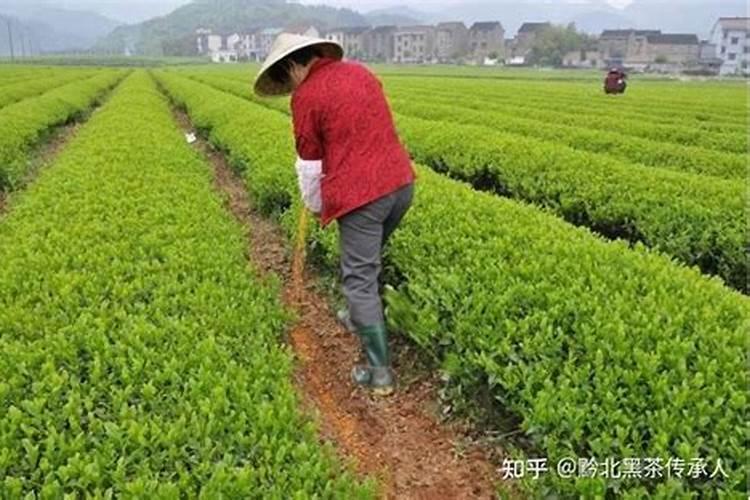 茶叶冬肥什么时间最好？