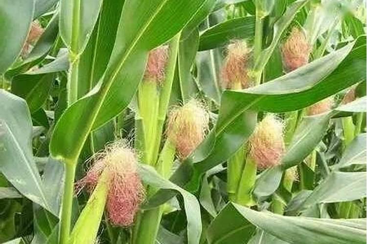 玉米用不用冲硼肥水？