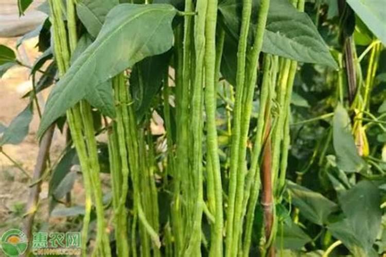 豆角种植增产的施肥要求