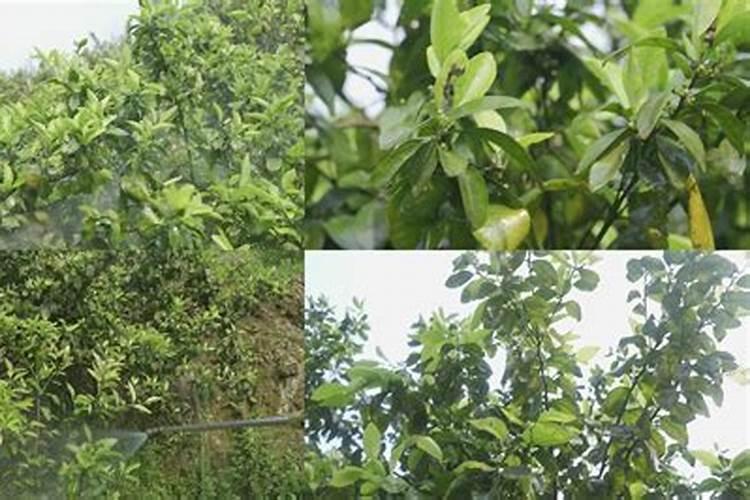 柑橘苗叶面肥施药方法