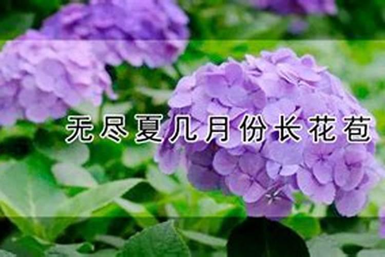 刚买的无尽夏怎么养护？