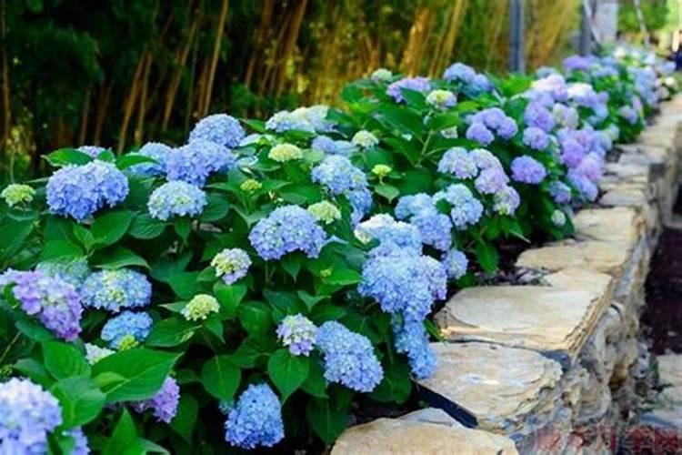 无尽夏花期可以施肥吗