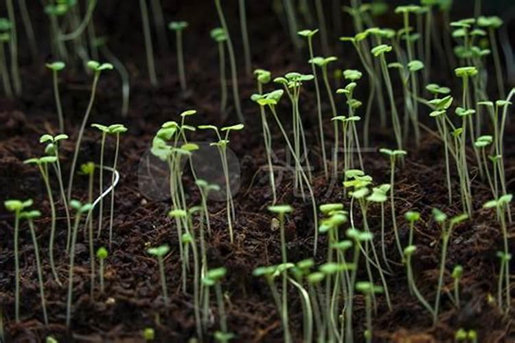 薄荷施什么肥最好