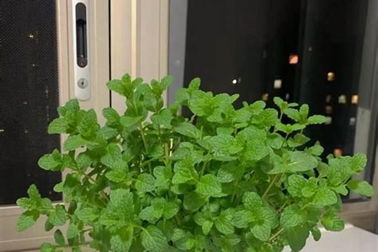薄荷施什么肥最好