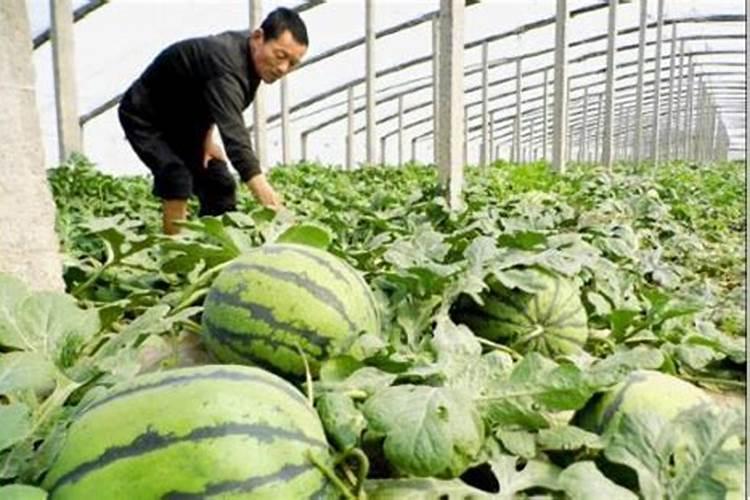 西瓜种植用什么肥料
