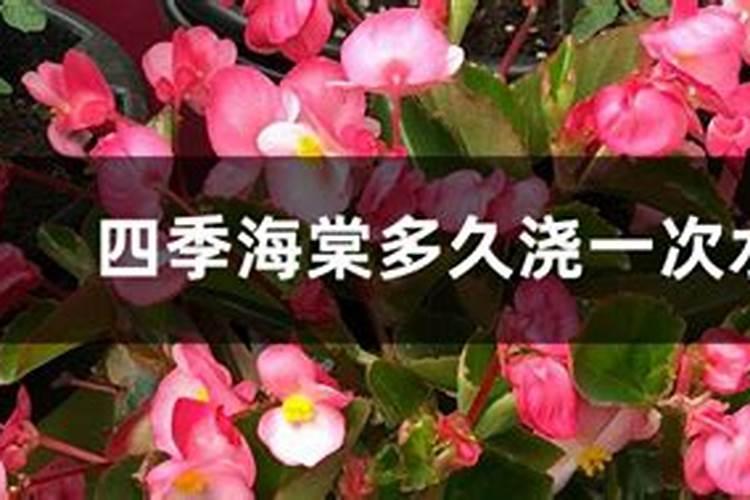 观叶秋海棠的养殖方法 观叶秋海棠怎么养