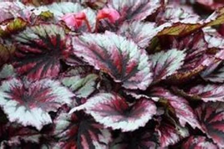 怎样给海棠施氮肥