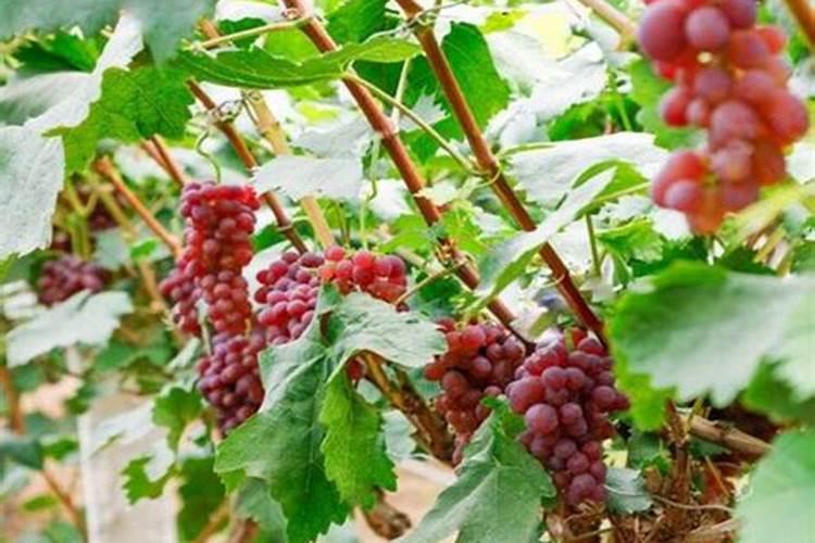 葡萄什么时候上肥料最好 葡萄上肥料的时间