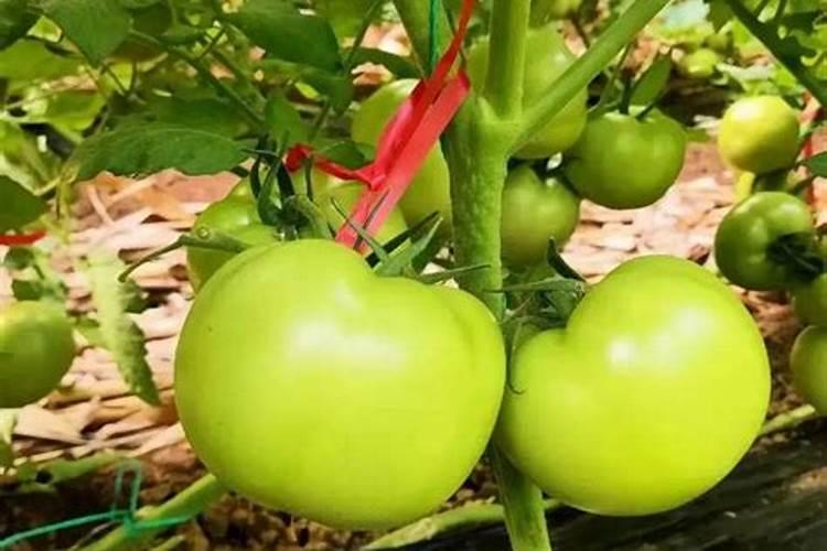 夏天番茄苗期能冲高磷肥吗