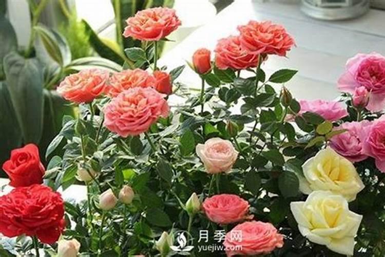 月季上盆后多久能施肥 月季上盆后何时施肥最佳？