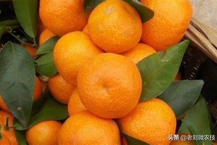 砂糖橘放哪种肥料生长最好,果子最甜