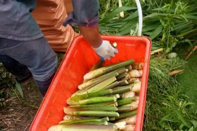 种植茭白如何追肥 茭白施肥方法总结