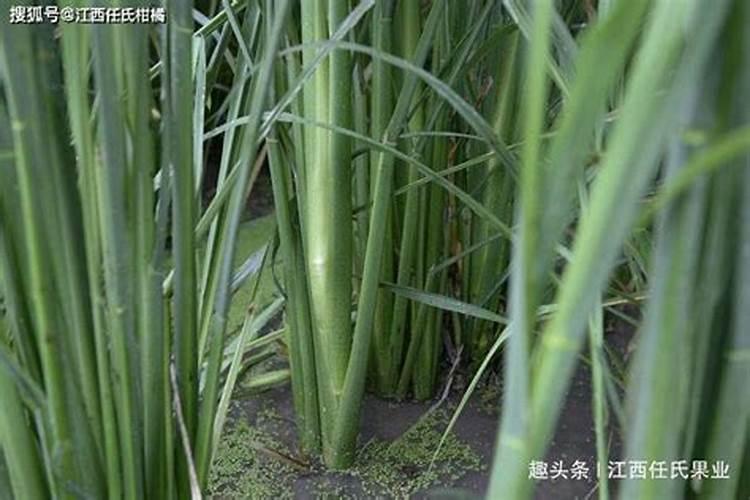 茭白种植技术