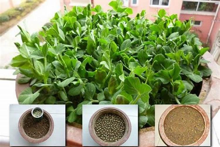 豌豆苗施什么肥料长的快长壮