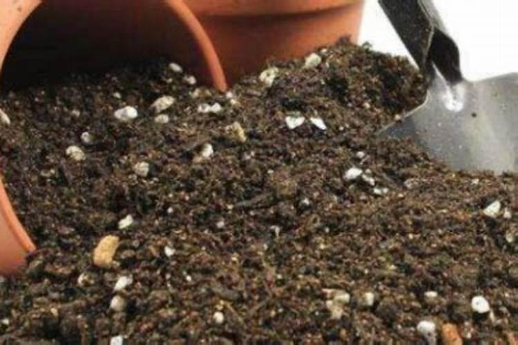 芒果树用什么肥料最好