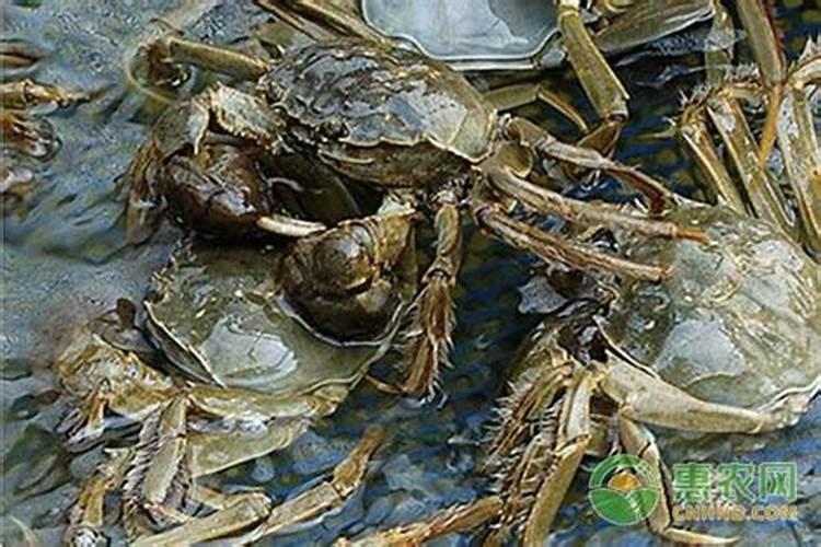 在四大家鱼养殖塘中能不能用复合肥肥水？