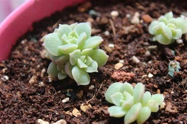 这种多肉水溶肥大概多久施一次啊？什么季节,什情况得施？还有一升有多少...
