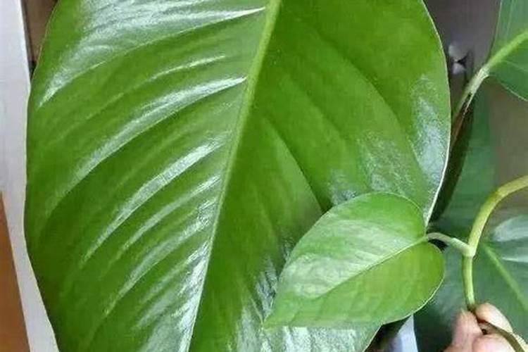 高塔复合肥和普通复合肥的区别