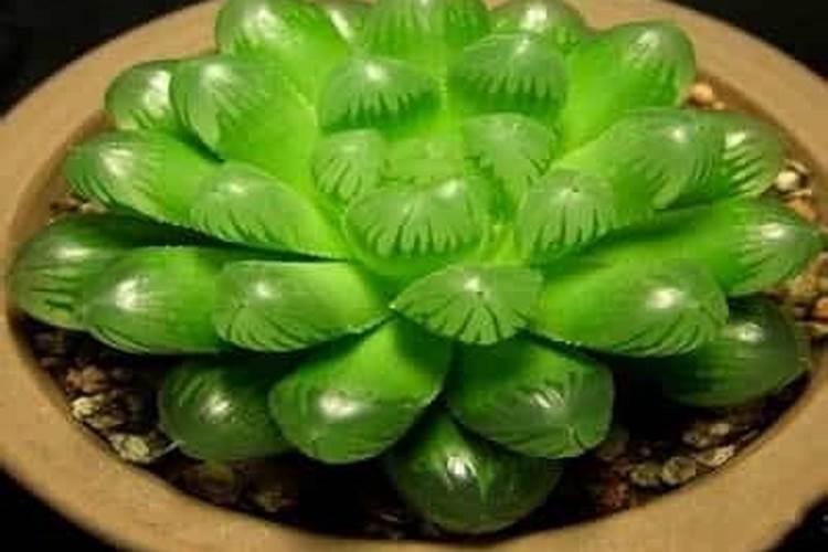 多肉植物浇什么肥好