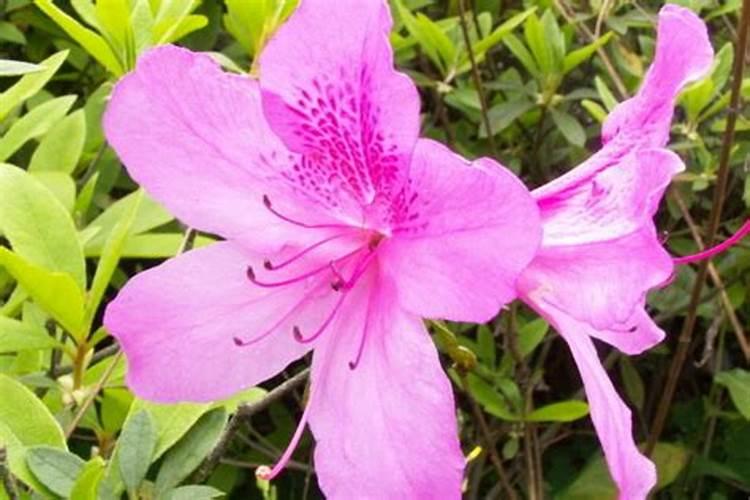 杜鹃开花期间怎样浇水施肥