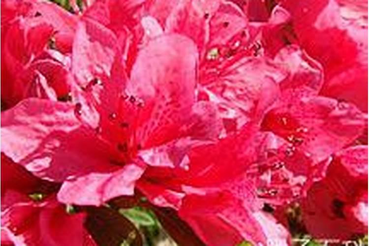 杜鹃花期如何浇水施肥(杜鹃 花期 浇水)