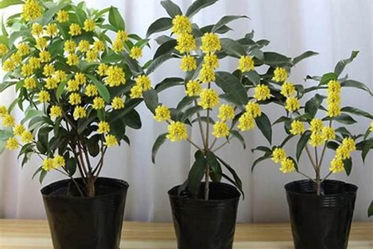 桂花树叶焦是什么原因