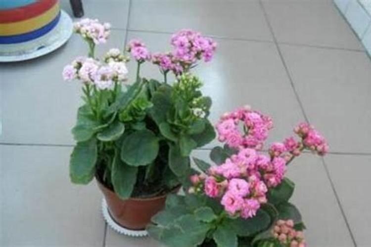 复合肥可以浇长寿花吗