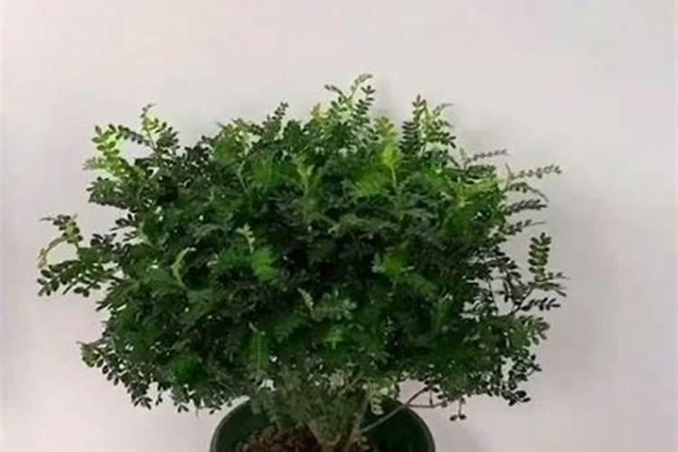 硼素有什么作用？缺硼或施硼过多时有什么症状？